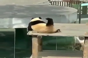 Panda macht Yoga