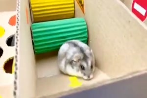Unerschrockener Hamster