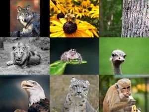 Bilder-Galerie Tiere