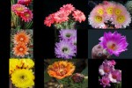 Kakteen-Blüten.pps auf www.funpot.net
