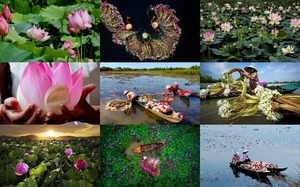 Lotus Harvest - Lotus-Ernte