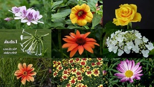 Tabak Nicotiana Sylvestris