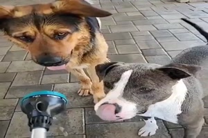 Hunde haben Spaß mit Wasser