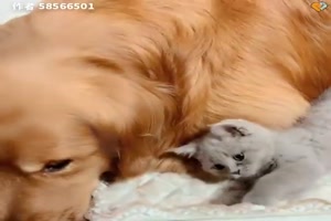 Lonely Golden Retriever Gets a Cute Kitten Friend -