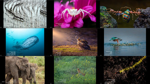 Asia Nature s Best Photography Contest 2020 Winners