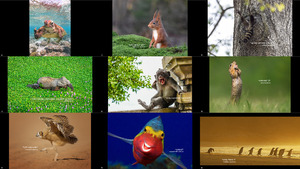 The-Finalists-of-the-2020-Comedy-Wildlife-Photography-Awards.ppsx auf www.funpot.net