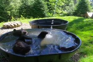Bär nimmt ein Bad