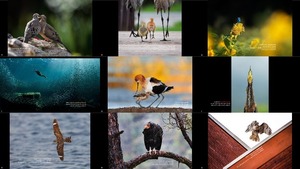 The 2020 Audubon Photography Awards Winners & Top 50 -