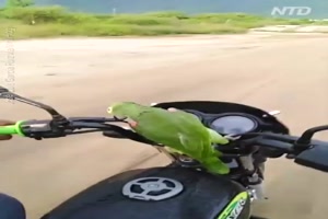 Roller fahren mit dem Papagei