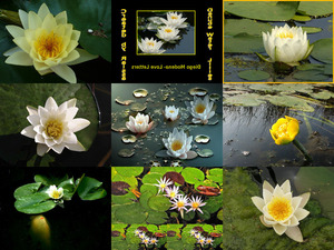 danube-water-lilies