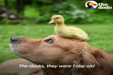 Dog Is Mom To A Family Of Ducklings -