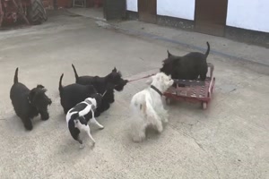 So spielen Hunde