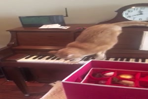 Die Klavier-Katze