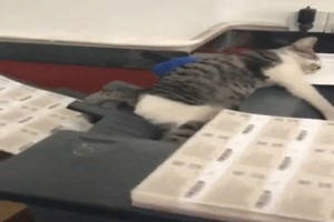 Katze schlft auf Drucker