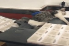 Katze schläft auf Drucker