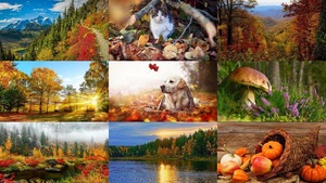 Beautiufl autumn 2