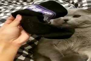 Katze riecht an Strumpf