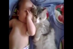 Süße Katzen lieben und beschützen Babys