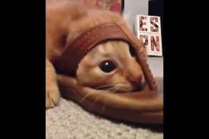 Lustige Sandalen-Katze