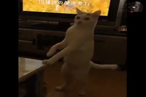 Was-sich-die-Katzen-dabei-denken.mp4 auf www.funpot.net