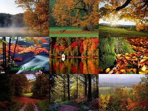 klicke hier, um die Datei herunterzuladen Autumn Leaves