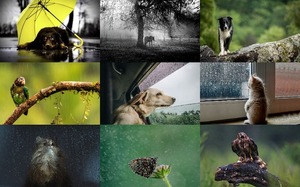 Animals in the Rain - Tiere im Regen