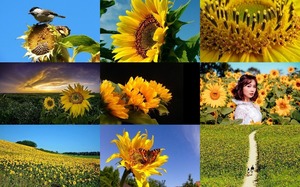 Sunflowers 1 - Sonnenblumen 1