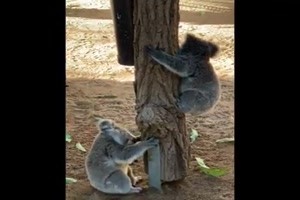 Junge Koalas
