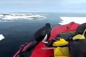Pinguin springt aufs Boot