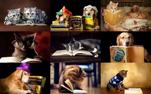 Cats, Dogs & Books - Katzen, Hunde & Bcher