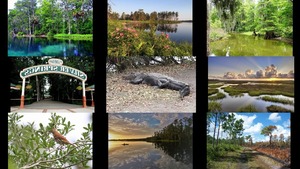 Florida's Silver Springs