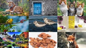 klicke hier, um die Datei herunterzuladen Photo Album 11