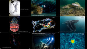 2017underwaterphotographeroftheyearresultsandwinners