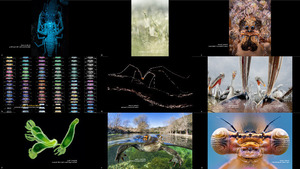 Close-up Photographer of the Year 2020 Winners 2