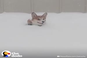 Tiere im Schnee