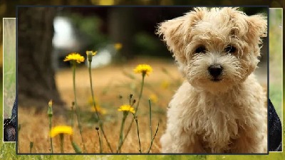 A Nos Amis Les Chiens Zu Unseren Freunden Die Hunde