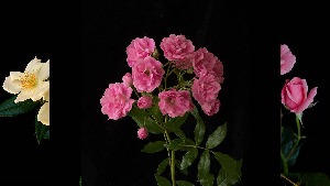 Rosas para el Viernes - Rosen fr Freitag .. nicht blttern
