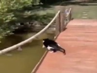 Katze fällt ins Wasser und schmipft