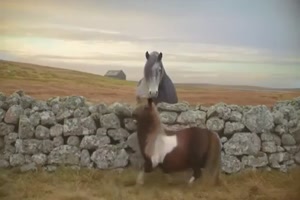Werbung mit lustig-tanzendendem Pony