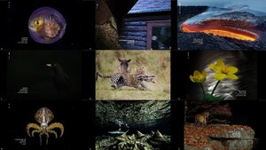 The Winners of Wildlife Photographer of the Year 2020 2-1 -