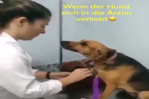 Hund liebt Aerztin