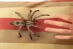 Spa mit einer Spinne