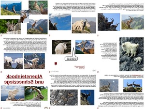 ungewhnliche Tiere - Alpensteinbock und Schneeziege