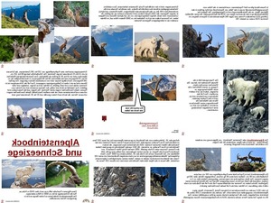 ungewhnliche-Tiere---Alpensteinbock-und-Schneeziege.pps auf www.funpot.net