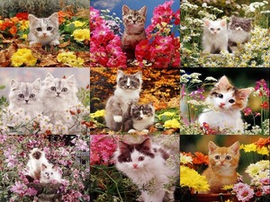 Kittens and Flowers