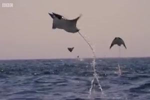 Tolle Manta-Rochen springen aus dem Wasser
