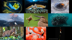 international nature photography competition 2016