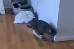 Katze trgt einen Schuh