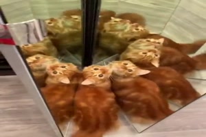 Die Katzen sind fasziniert vom tollen Spiegel