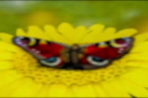 Schner Schmetterling